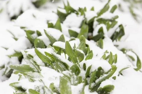 Snow on raspberry leaf spring Foto stock
