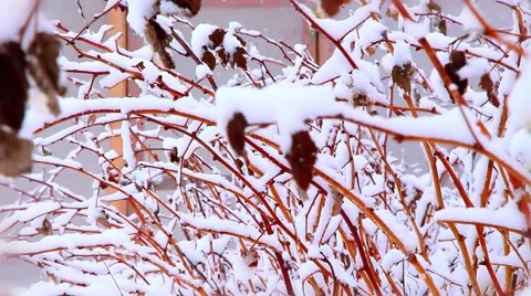 Snow Raspberry  Shot In Spring With Shallow Depth Of Field Stock Video Stock Footage 57505756