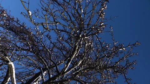 Snow removal in a snowy Video stock 327389030