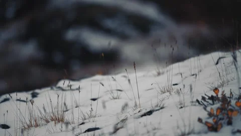 Snow rests lightly on a patch of autumn tundra, where red and orange Vídeos de archivo 284236363