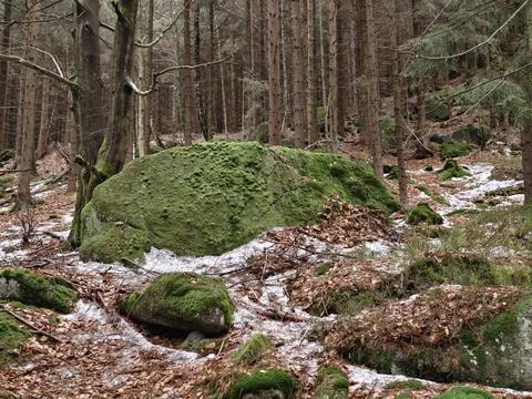 Snow reveals forest elements. Resilient woodland reveals damp leaf litter a.. 写真素材