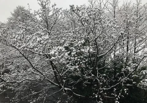 Snow on a river tree Stock Photos