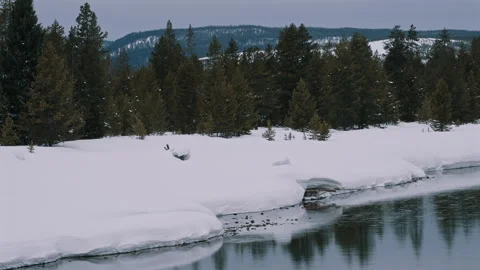 Snow Riverbank With Pine Forest Stock Footage 313453461