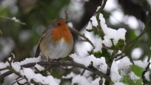 Snow Robin In Tree (2) Stock Footage 255627512