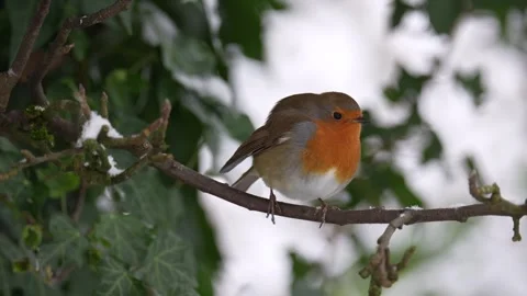 Snow Robin In Tree (3) Stock Footage 255627367