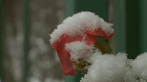 Snow Rose 库存影片 11494949