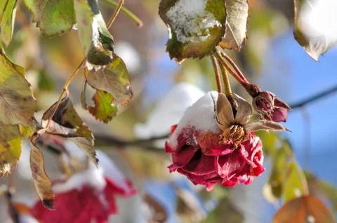 Snow on roses Stock Photos