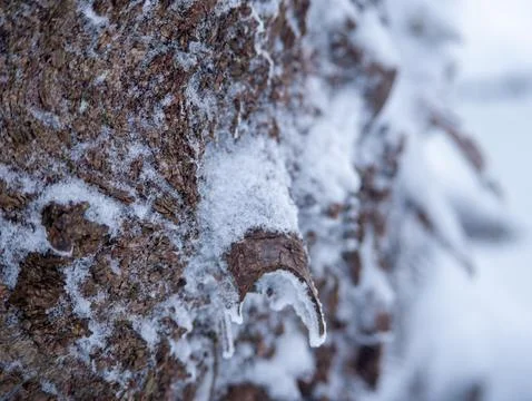 Snow on Rough Tree Bark with Small Dripping Icicle in Winter Stock Photos