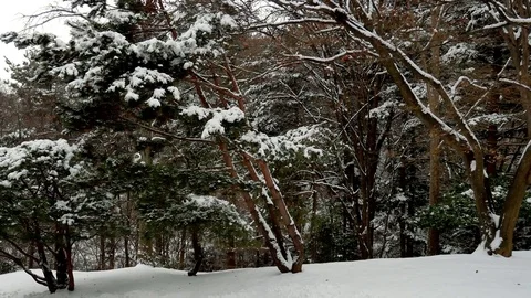 Snow Scene: Stockbeeldmateriaal 80149604