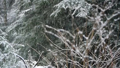 Snow scene Stock Footage 93782670