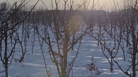 Snow scene Stock Footage 235110936