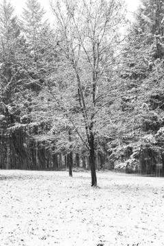 Snow scene with a single tree in the foreground Foto stock