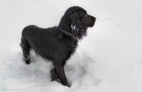 Snow Scooby Stock Photos