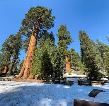 Snow on Sequoia Trees Stock Photos