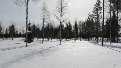 Snow Shadows Timelapse in Arctic Lapland Pine and Birch Forest Stock Footage 234545765