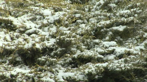 Snow on Shrubs Stock Footage 54718887
