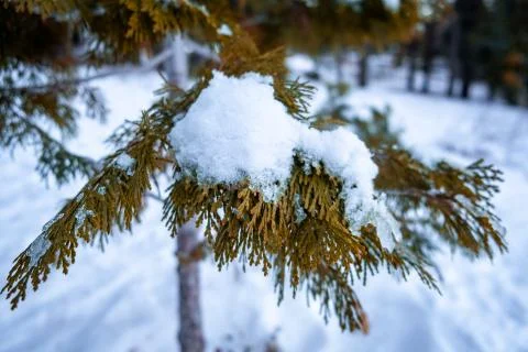 Snow sits on Yellow Tree Stock Photos