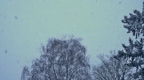Snow in the sky with trees Stock Footage 46221328