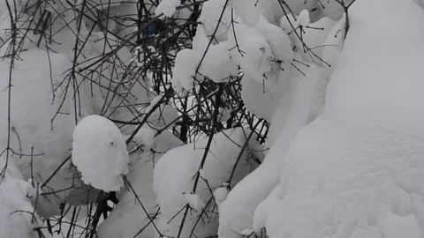 Snow sliding on the trees after a snowfall Stock Footage 123990605