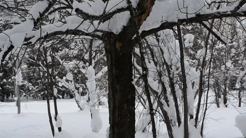 Snow sliding on the trees after a snowfall Stock Footage 123990606