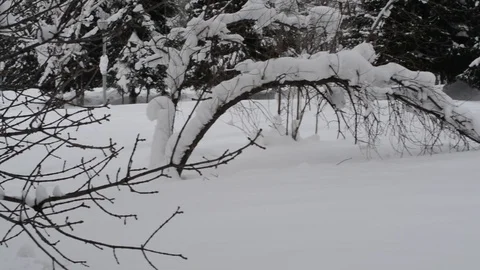 Snow sliding on the trees after a snowfall Video stock 123990638