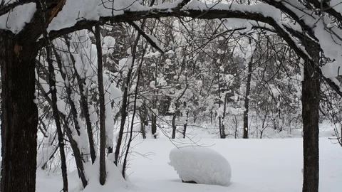 Snow sliding on the trees after a snowfall Stock Footage 123990641