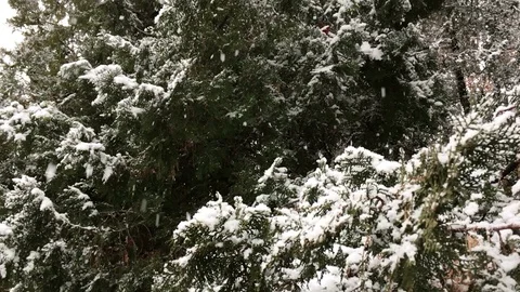 Snow Slow Motion Stock Footage 100826817