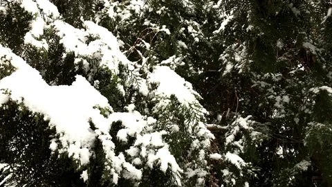 Snow Slow Motion Winter Stock Footage 100829974