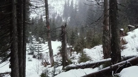 Snow is slowly falling among dry spruce trees in the forest Stock Footage 242297993