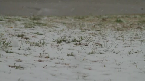 Snow Slowly Falling on to Grass Stock Footage 768138