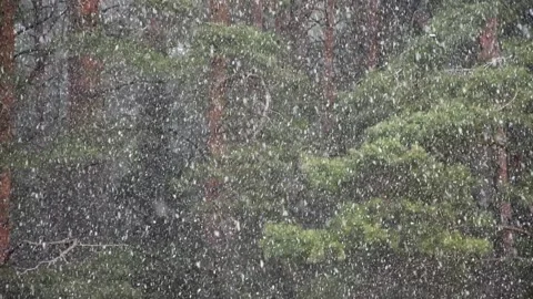 Snow is slowly falling in the pine forest, snowfall and winter weather. Video stock 127573856