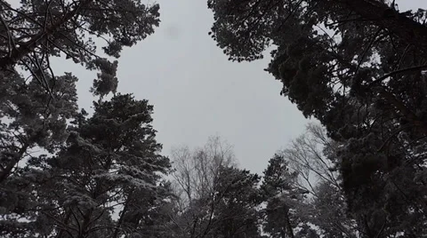 Snow slowly falling from the sky Stock Footage 37180869