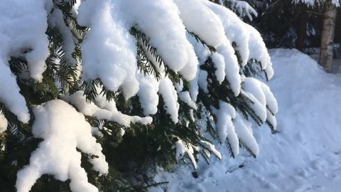 Snow slowly falling from the tree Stock Footage 116505555