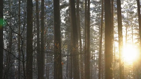 Snow slowly falls Video stock 120702403