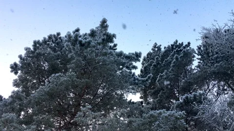Snow slowly falls on the trees. Winter fabulous, beautiful forest. View from the Stock Footage 100992321
