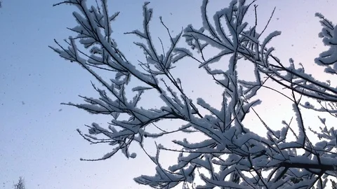 Snow slowly falls on the trees. Winter fabulous, beautiful forest. View from the Video stock 100992435