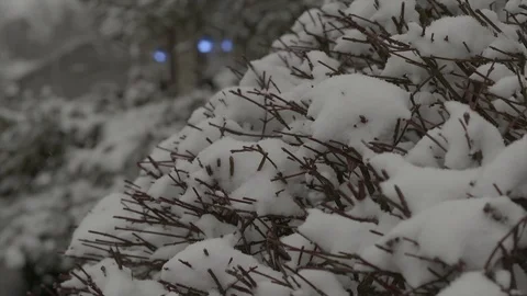 Snow SlowMo60 Bush Video stock 88386829
