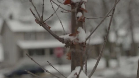 Snow SlowMo60 DriedLeavesTree Video stock 88386872