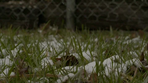 Snow SlowMo60 SnowFalling 3 Video stock 88387003