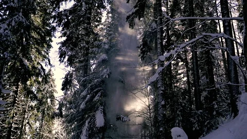Snow. Snow falls from tree branches. Stock Footage 154332389