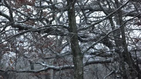 Snow / snowflakes Stock-Footage 10579517