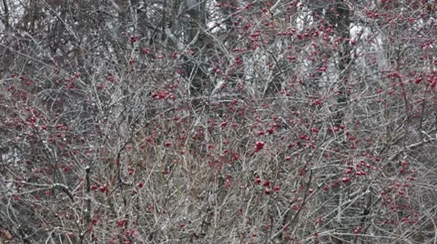 Snow / snowflakes Stock-Footage 10579577