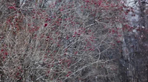 Snow / snowflakes Stock Footage 10579809