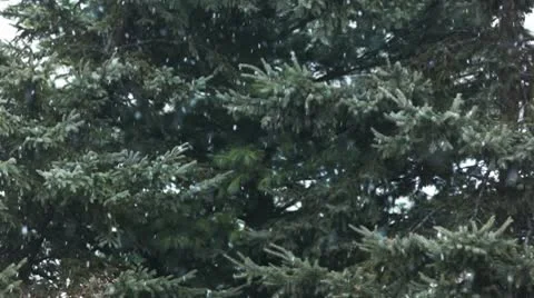 Snow / snowflakes Stock-Footage 10579971