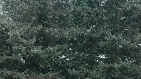 Snow / snowflakes Stock-Footage 10579997