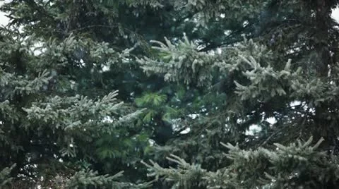 Snow / snowflakes Stock-Footage 10580061