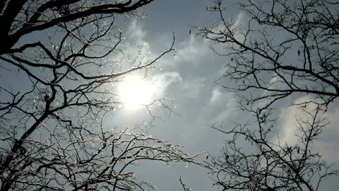 The snow sparkles in the sunlight Stock Footage 100542124