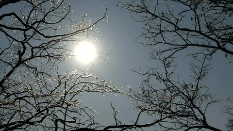 The snow sparkles in the sunlight Stock Footage 100542351