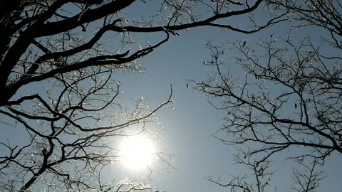 The snow sparkles in the sunlight Stock Footage 100558326
