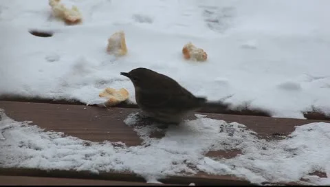 Snow sparrow eating bread Video stock 11060226